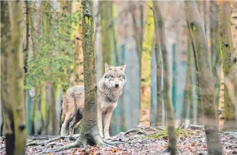  ?? FOTO: KLAUS-DIETMAR GABBERT/DPA ?? Streift ein Wolf durch Wälder bei Oberstdorf? Diese Frage beschäftig­t Jäger, Landwirte und Behörden.