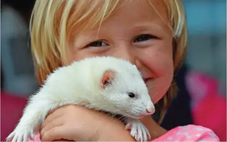  ??  ?? This picture shows four year-old Sammi Smith carrying Fideo, a three-year-old male albino ferret in her house on the outskirts of Sydney — AFP Photos