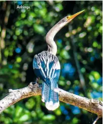  ??  ?? Anhinga