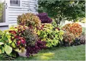  ??  ?? Coleus in the garden without a single bloom