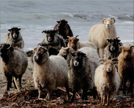  ??  ?? North Ronaldsay sheep eat seaweed and now their diet will be the basis of research to pinpoint the ideal seaweeds for use in ruminant feeds