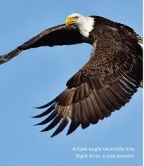  ??  ?? A bald eagle launches into flight from a tree branch.