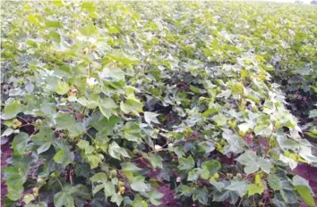  ??  ?? The rains have made the establishm­ent of the cotton crop to be better than last year