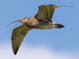  ??  ?? Eurasian Curlew is on the Red list as a bird of conservati­on concern in the UK, with the Breeding Bird Survey indicating an overall decline of 42% between 1995 and 2008.
