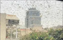  ?? HT PHOTO ?? Locusts swarm MG Road, near MGF Metropolit­an Mall, in Gurugram on Saturday.