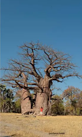  ??  ?? Grootfonte­in baobab