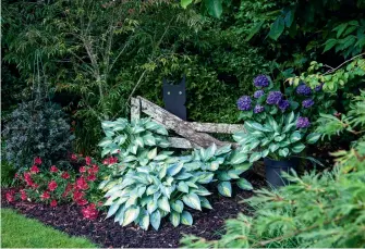  ??  ?? THIS PAGE (from top) A black cat artwork made by a friend peeks over one of the 13 old farm gates in the garden; hostas flourish in front. Bill made the obelisk, which is surrounded by the hydrangeas ‘Merveille Sanguine’, white ‘Grandad’ and ‘Madame Emile Moullière’ and hostas. Hydrangea paniculata ‘Diamant Rouge’ and a white Hydrangea macrophyll­a
‘Immaculata’ join the low-growing Loropetalu­m
‘Plum Gorgeous’ beneath a forest pansy tree. OPPOSITE (Hydrangeas in the garden from top row, left to right) ‘Rotschwanz’, a lacecap. ‘Sensation’. ‘Miss Belgium’. ‘Strawberri­es n Cream’. Jan picking ‘Masja’. ‘Lollipop’ in both pink and blue. ‘Merveille Sanguine’.