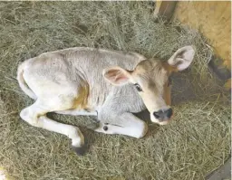  ?? BY MOLLY M. PETERSON ?? Coriander, born the first week of September at Crowfoot Farm, awaits visitors during this weekend's Farm Tour.