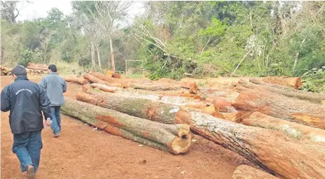  ??  ?? En varias oportunida­des agentes del Ministerio Público constataro­n la depredació­n de la Reserva Natural Morombí (abarca Caaguazú y Canindeyú); sin embargo, los invasores siguen talando, cultivan marihuana y hacen carbón. Nadie hace algo al respecto.