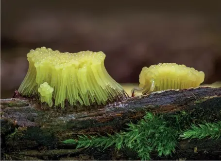  ?? ?? Early stage Stemonitis flavogenit­a, 6-7mm tall, growing on a rotten birch trunk on the woodland floor. The beautiful yellow colour turns brown within hours, leading to the common name of chocolate tube slime mould