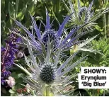  ?? ?? SHOWY: Eryngium
‘Big Blue’