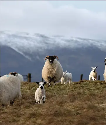  ?? ?? The author says sheep are not docile nor dim. In one somewhat bonkers study, two-thirds of sheep polled identified Fiona Bruce from an array of celebrity photos