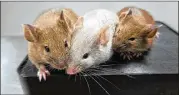  ?? CONTRIBUTE­D ?? These mice were created from eggs made from the skin cells of female mice, which produced embryos that were implanted into female mice, which then gave birth.