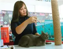  ?? MARIYAMA DINA/JAWA POS ?? AYO AMBIL: Cheryl Cheah menggoda seekor kucing busok yang jadi peserta Cat Show Wali Kota Cup di BG Junction Mal kemarin.