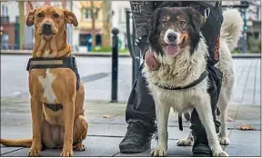  ??  ?? Les animaux seraient ainsi en sécurité en cas d’hospitalis­ation de leur maître.