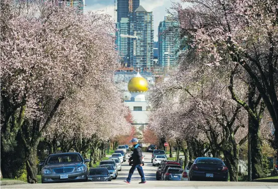  ?? ARLEN REDEKOP/PNG ?? The Vancouver Cherry Blossom Festival celebrates the ‘beauty and joy’ the trees bring to the city.