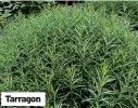  ??  ?? Tarragon