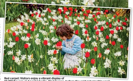  ??  ?? Red carpet: Visitors enjoy a vibrant display of 60,000 flowers at Arundel Castle, West Sussex, before the cold returns this week