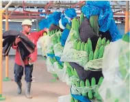  ?? ARCHIVO ?? OPERACIÓN. Un trabajador del sector cafetalero revisa los granos de café después del secado. Un camión transporta los frutos de la palma para ser procesados en aceite. Un trabajador en las bananeras.