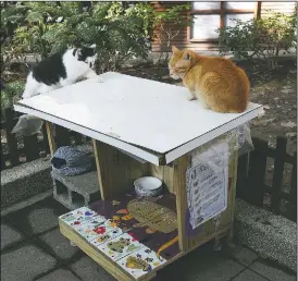  ?? (AP/Chiang Ying-ying) ?? Street cats Pipi (left) and Laoda — meaning boss — sit on the roof of a Midnight Cafeteria in Taipei, Taiwan. Launched in September, the “cafeteria” is actually 45 small wooden houses painted by Taiwanese artists and scattered across Taipei to give the cats a place to rest and make feeding them less messy.