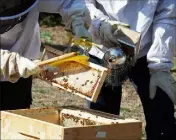  ??  ?? Allez ouste ! Du balai. Délicateme­nt, il faut dégager les abeilles des rayons, sans les énerver.