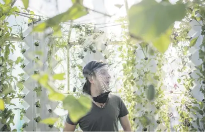  ?? Picture: Jacques Nelles ?? TJ Bryant, the owner of Railways Cafe, in the aeroponic greenhouse where they grow vegetables in Centurion on Wednesday. The vegetables are shared with homeless people, orphanages and informal traders.