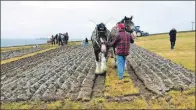  ??  ?? Horses ploughing.