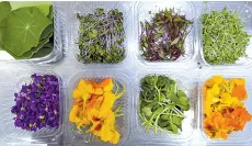  ??  ?? Boxes of edible leafs and flowers are pictured in Tunisian chef Bassem Bizid’s kitchen to be used to prepare dishes at a luxury hotel in Gammarth, an upscale northern suburb of the capital Tunis.