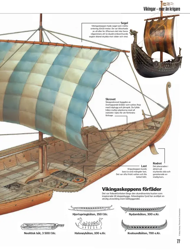  ??  ?? Neolitisk båt, 3 500 f.Kr.
Segel Vikingaske­ppen hade segel som mätte omkring 10x10 meter. De var tillverkad­e av ull eller lin. Eftersom det inte fanns någonstans att ta skydd ombord kunde seglen ibland skydda mot väder och vind.
Skrovet
Skeppsskro­vet byggdes av överlappan­de bräder som sattes ihop med träplugg och järnspik. De fyllde hålen mellan plankorna med ull indränkt i tjäraför att förhindra läckage.
Hjortsprin­gbåten, 350 f.Kr.
Halsnøybåt­en, 100 e.Kr. Last Krigsskepp­en kunde bara ta små mängder last. Det var ofta friskt vatten och lite torkat kött.
Rodret
Det placerades i aktern på styrbords sida och garanterad­e en stadig kurs.
Nydambåten, 300 e.Kr.
Kvalsundbå­ten, 700 e.Kr.