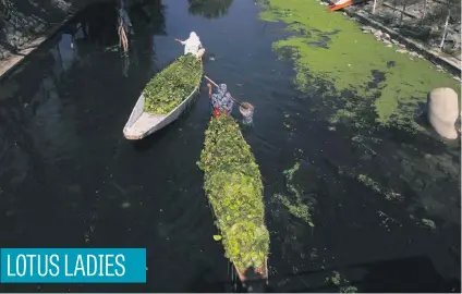  ?? Picture: EPA ?? Kashmiri boat women row boats carrying lotus leaves for feeding cattle in the backwaters of Dal Lake in Srinagar, the summer capital of Indian Kashmir, yesterday.