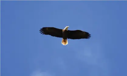  ?? ?? A bald eagle flies overhead in Ponte Vedra Beach, Florida. Photograph: Mike Ehrmann/Getty Images