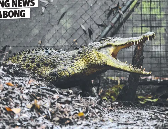  ?? FORCE OF NATURE: Visitors to Billabong Sanctuary will get to see fiercely protective mum Billabong Belle guarding her nest. Picture: EVAN MORGAN ??