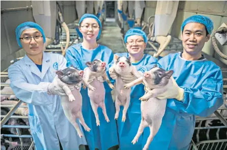  ??  ?? Scientists in the US and China engineered the pigs with the neurodegen­erative condition Huntington’s disease, using a gene-editing technique