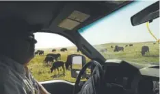  ??  ?? Refuge wildlife specialist Tom Ronning, pictured checking on the herd, says, “The bison are thriving. We’re just trying to get the diversity back.”