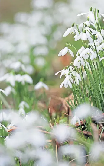  ??  ?? The Galanthus nivalis, or the everyday snowdrop, can be found in gardens and growing wild throughout Scotland, as it emerges from its winter slumber. But enthusiast­s are always keen to admire many of the more unusual varieties