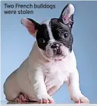  ?? ?? Two French bulldogs were stolen