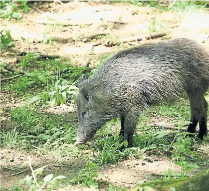  ?? Clemens Fabry ?? Begegnunge­n mit Wildschwei­nen sind im Naturpark Sparbach bei Mödling sehr wahrschein­lich.