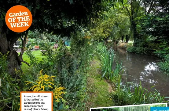  ??  ?? Above, the mill stream to the south of the garden is home to a collection of Pat’s cast-off plants. Below, a fetching autumnal combinatio­n of bright purple eryngium and rusty-coloured grasses