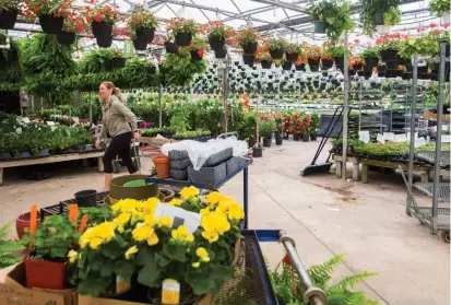  ?? JULIE JOCSAK TORSTAR ?? Amanda Cleave of Rice Road Greenhouse­s and Garden Centre brings orders to the pickup spot at the side of the greenhouse.