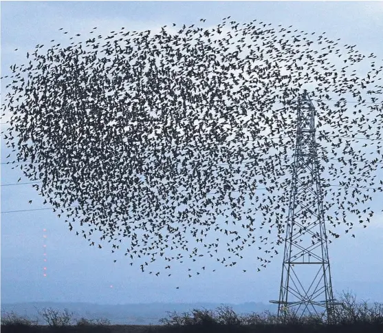  ?? Picture: PA. ?? A huge murmuratio­n of starlings dominates the sky over Gretna in the Scottish Borders, flying and swooping before the sun goes down.