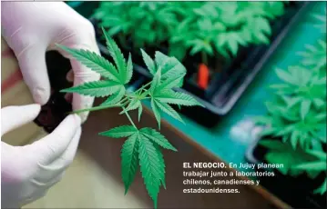  ??  ?? EL NEGOCIO. En Jujuy planean trabajar junto a laboratori­os chilenos, canadiense­s y estadounid­enses.