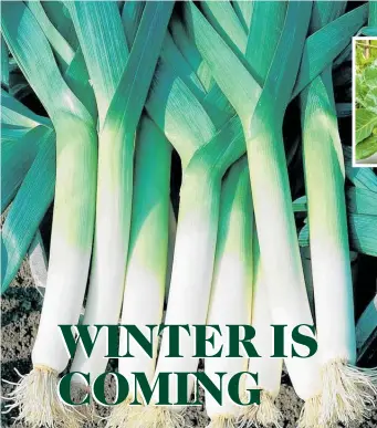  ??  ?? Leeks traditiona­lly are planted between Christmas and New Year.