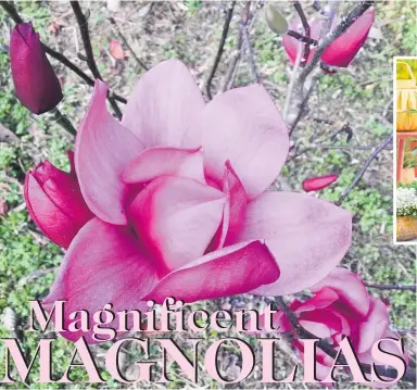  ?? ?? Magnolia Summer Magic is a truly magical tree with blooms and a second flush of flowers in the summer.