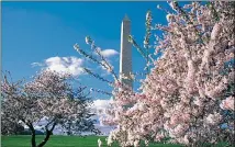  ?? COURTESY OF DESTINATIO­N DC ?? Visitors will be discourage­d from visiting the Tidal Basin in person this year, said Jeff Reinbold, National Park Service superinten­dent for the National Mall.