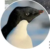  ?? FIONA SHANHUN/ANTARCTICA NZ ?? Adelie penguins on Ross Island in Antarctica have been counted every year since the 1980s.