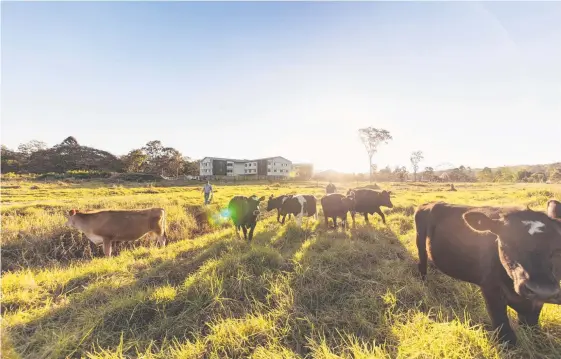  ??  ?? The Carinity Cedarbrook aged care facility will incorporat­e horse and cattle operations as well as bee-keeping and organic gardening. :