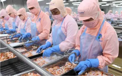  ?? VNA/VNS Photo ?? An export shrimp processing line at a Minh Phú Seafood's factory