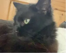  ??  ?? A treasured family pet has gone missing in the Mell area. This little lady is a black fluffy cat, no collar and she’s not used to being outside but friendly. Gets along with other cats. Missing since Sunday the 21st of June around the Mell area. Any info to editorial@drogheda-independen­t.ie