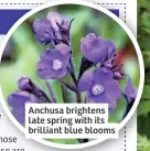  ??  ?? Anchusa brightens late spring with its brilliant blue blooms