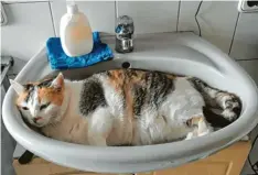 ?? ?? Der Ort, den eine Katze nicht als Liegeplatz für sich beanspruch­t, muss erst noch erfunden werden. Katze Betty hat es sich im Waschbecke­n von Helene EngelLeist­le gemütlich gemacht.